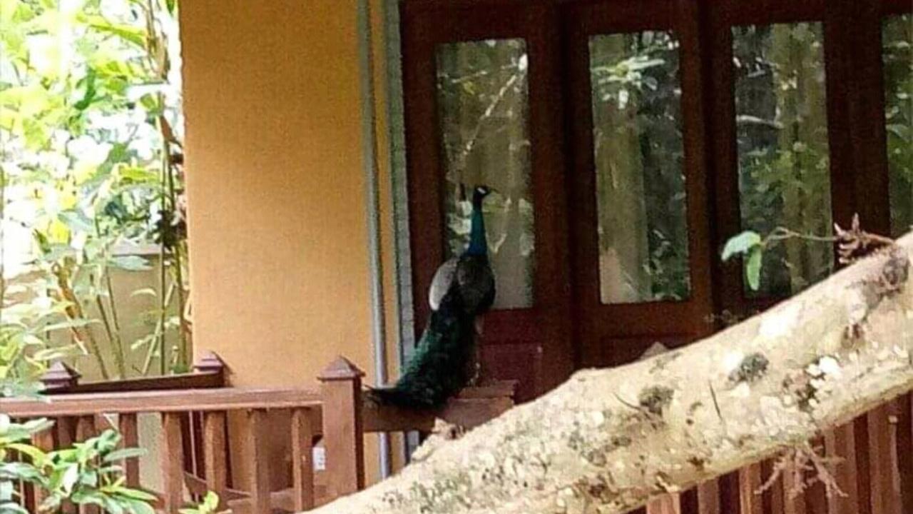 Birds Paradise Cabanas Unawatuna Buitenkant foto