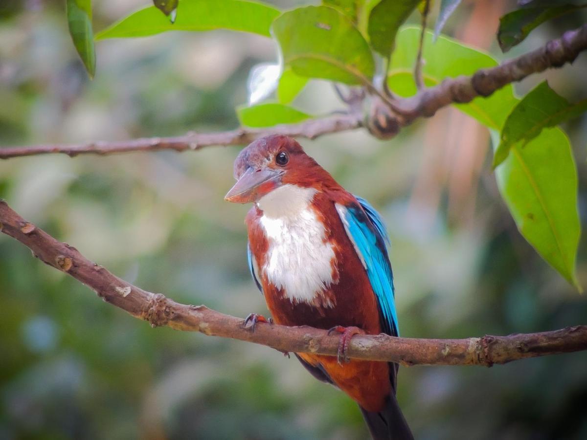 Birds Paradise Cabanas Unawatuna Buitenkant foto
