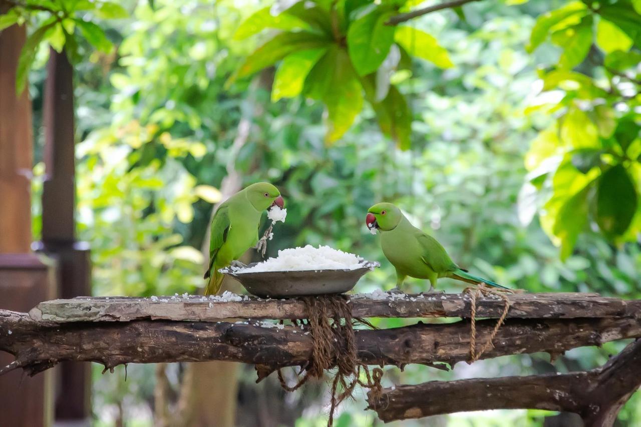 Birds Paradise Cabanas Unawatuna Buitenkant foto