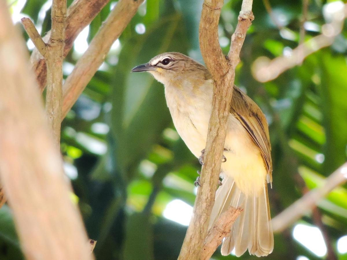 Birds Paradise Cabanas Unawatuna Buitenkant foto